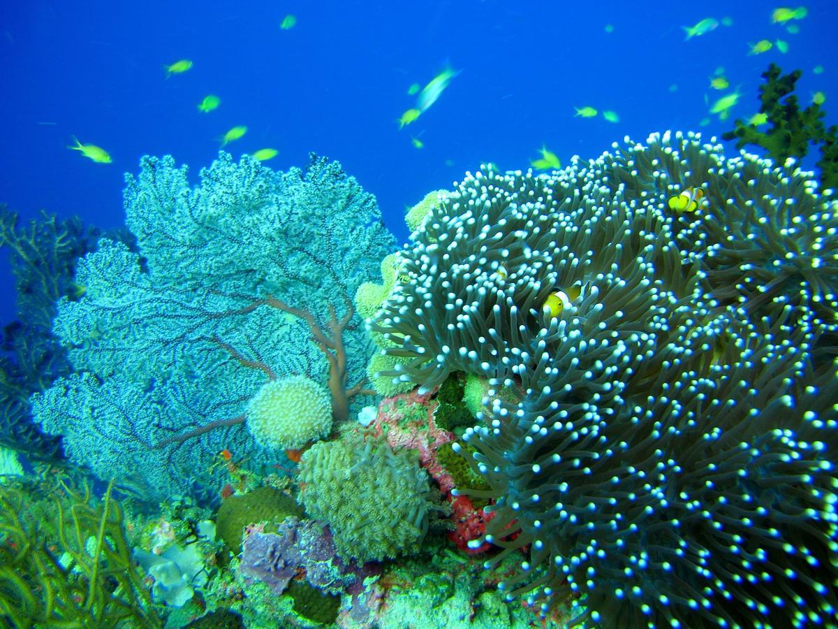 Cabilao Sunset Dive & Beach Resort Loon Εξωτερικό φωτογραφία