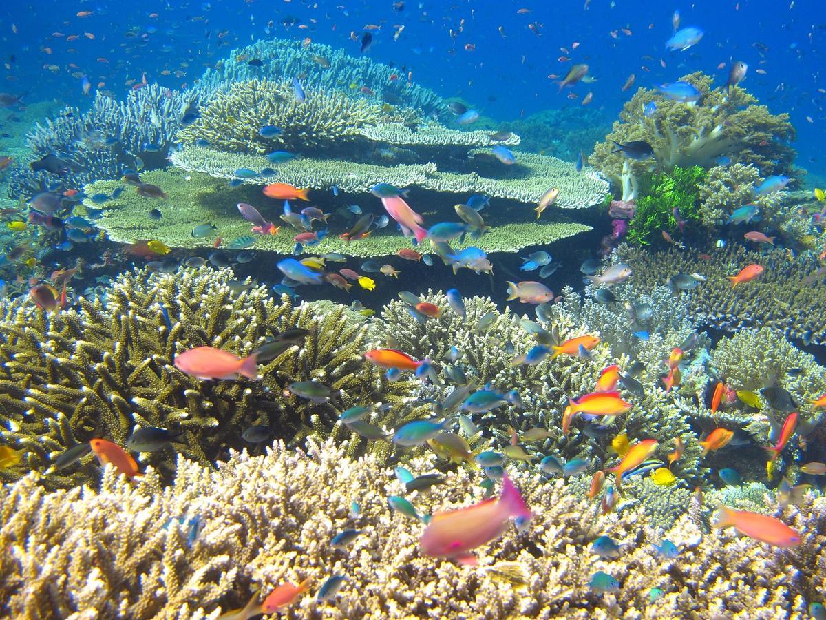 Cabilao Sunset Dive & Beach Resort Loon Εξωτερικό φωτογραφία